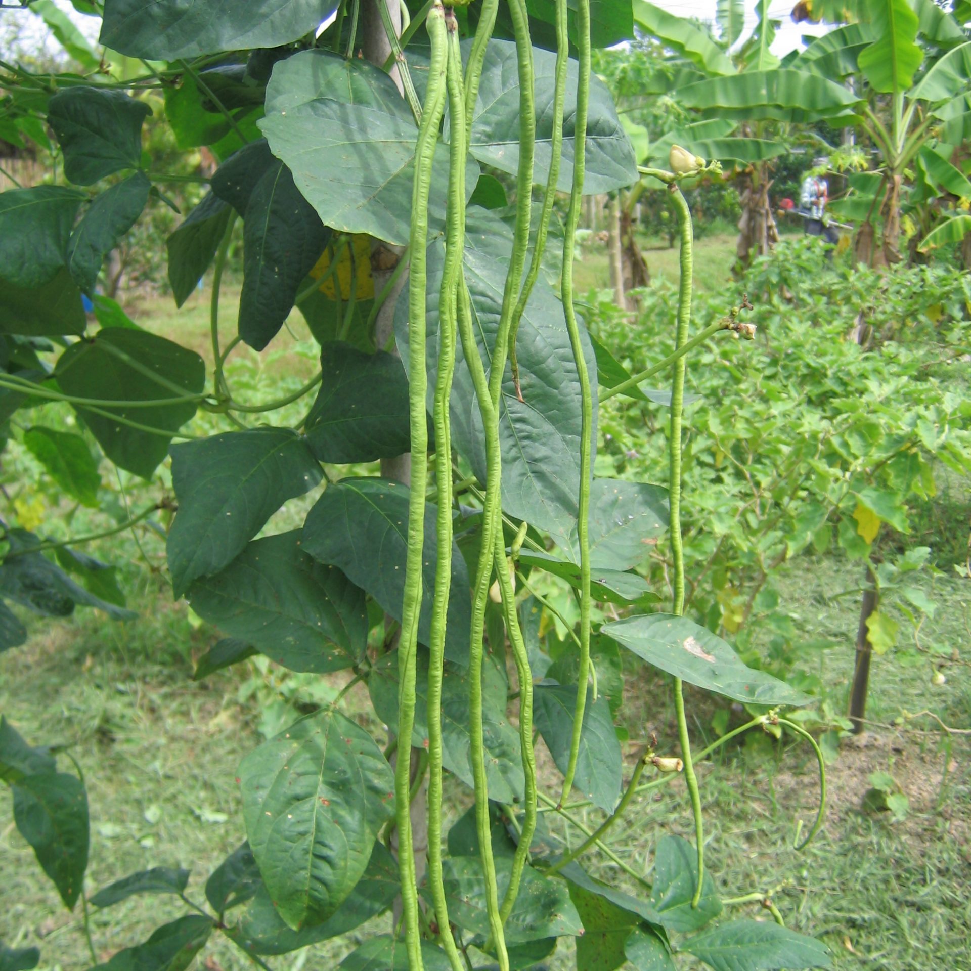 OUR ORGANIC FARM The First And Original Thai Cooking School At An our-organic-farm-the-first-and-original-thai-cooking-school-at-an