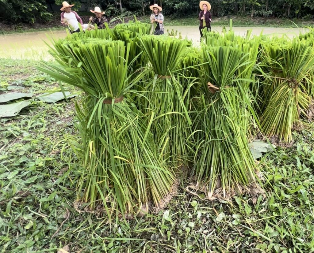 Thai Farm Cooking School